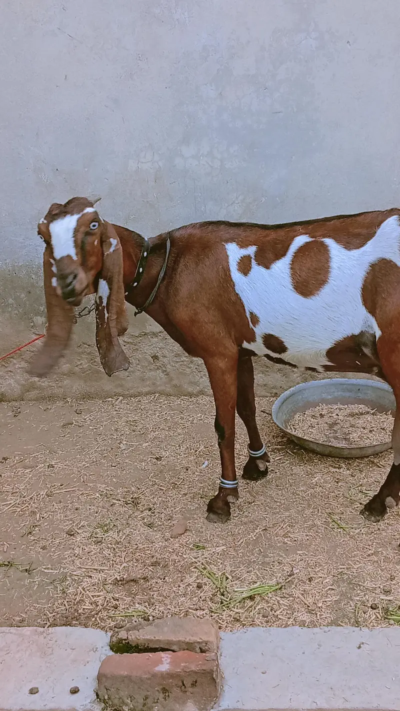 nagri bakri — photo 2