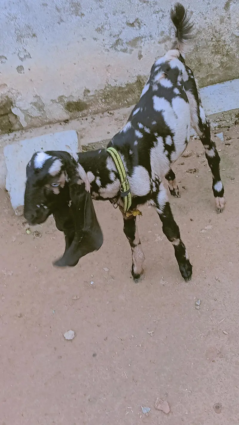 nagri bakri — photo 3