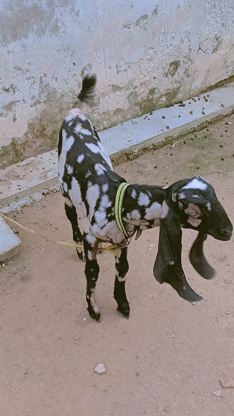 nagri bakri — photo 4