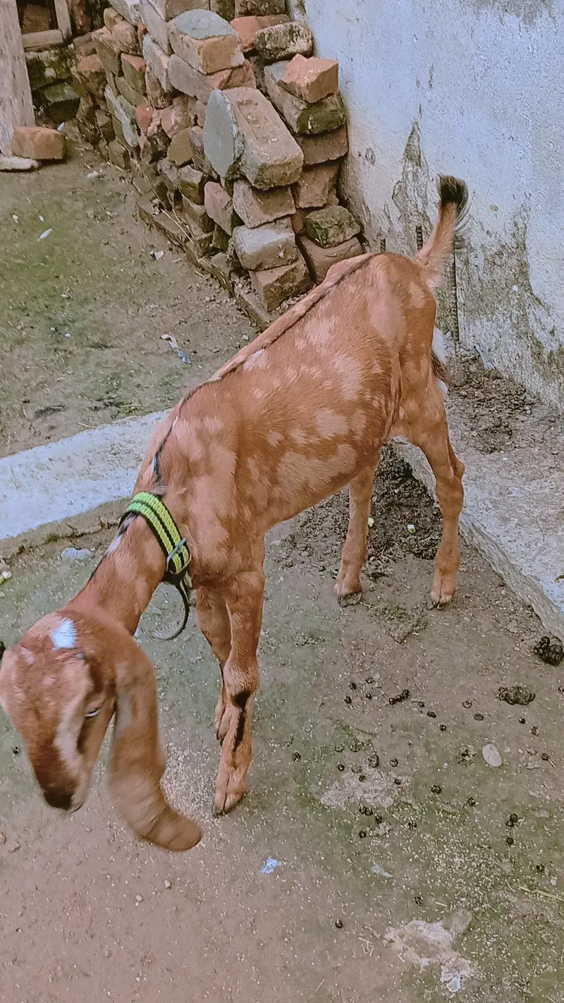 nagri bakri — photo 5