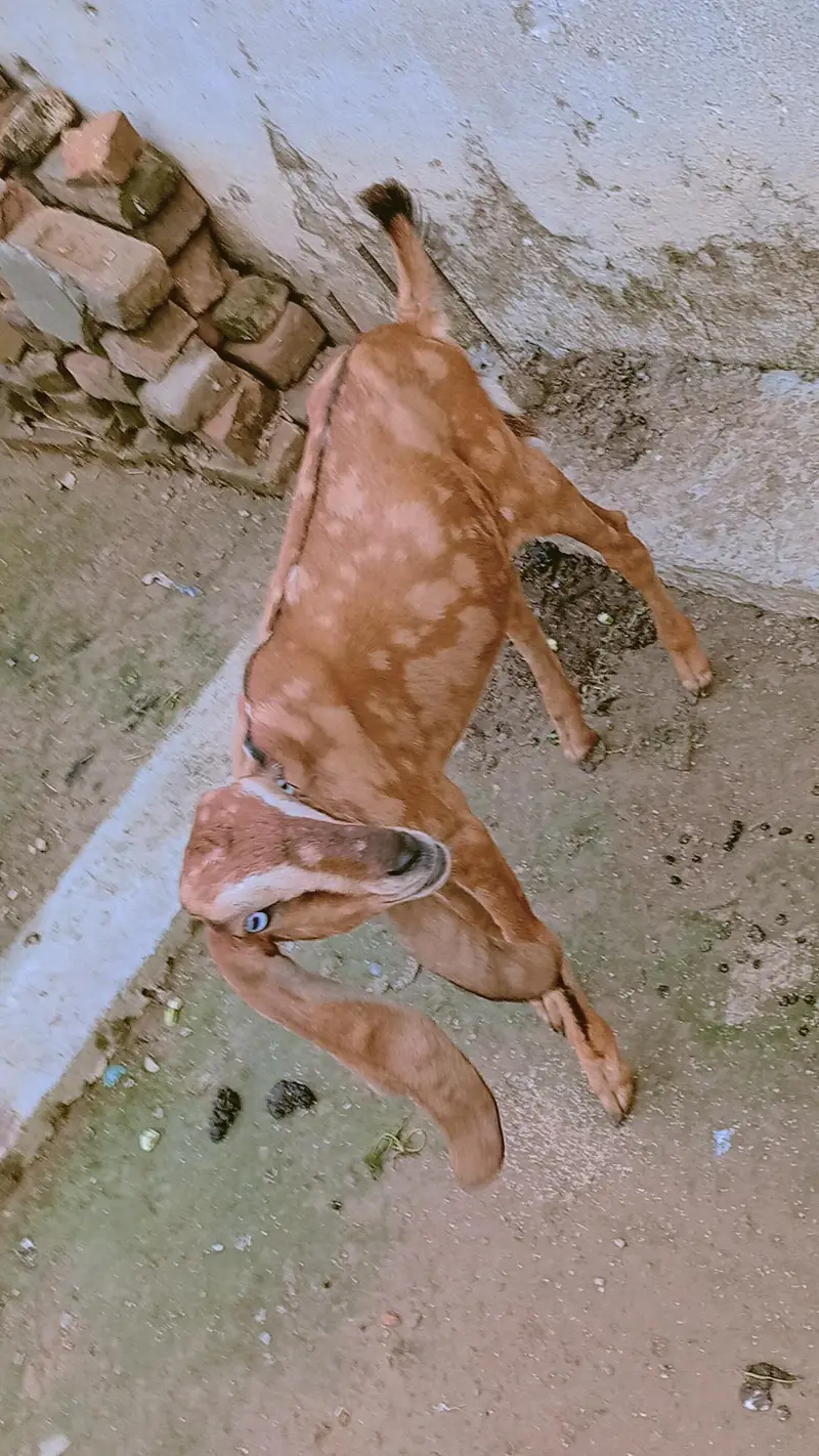 nagri bakri — photo 6