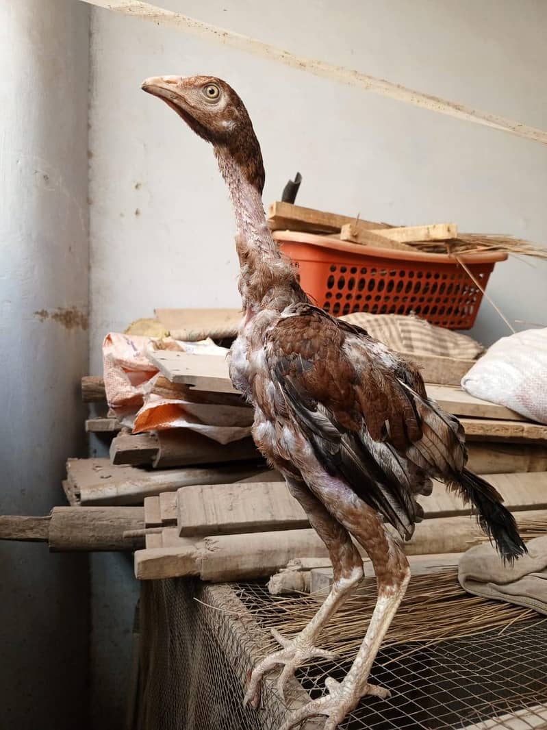 Aaseel Chicks pair 0