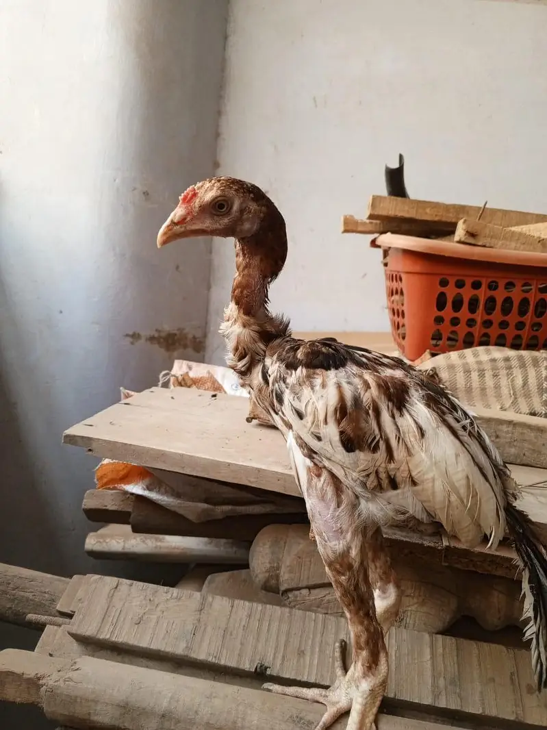 Aaseel Chicks pair — photo 2