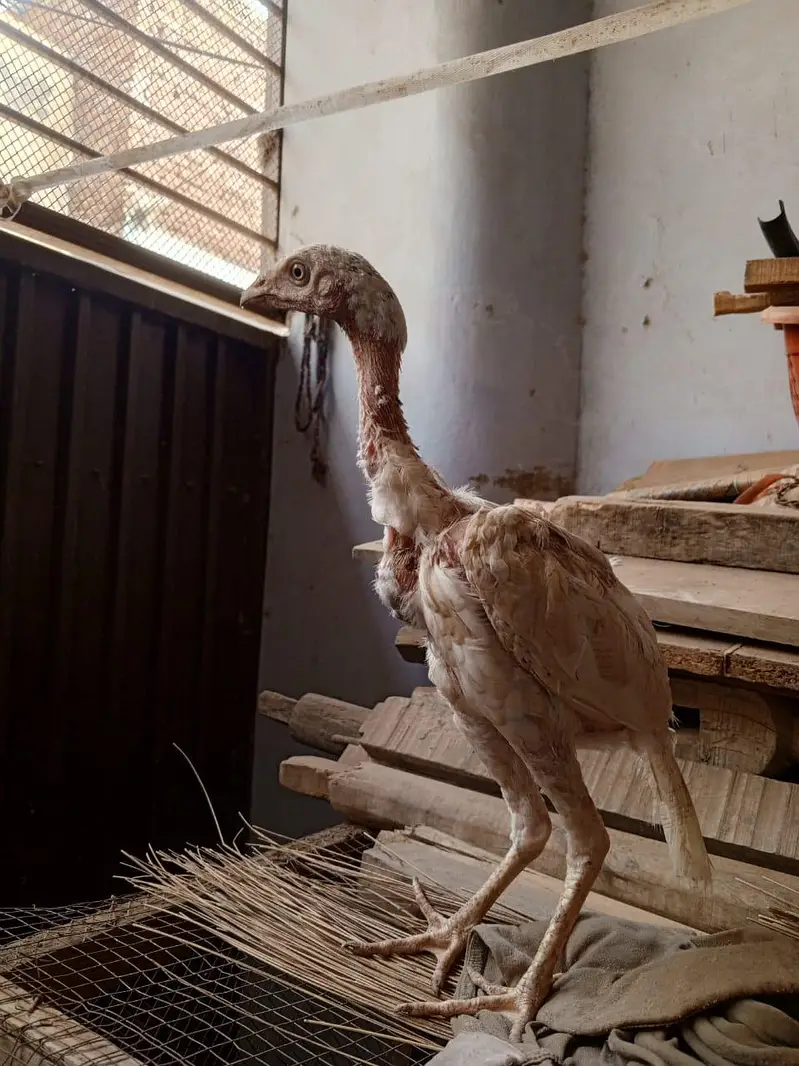 Aaseel Chicks pair — photo 3