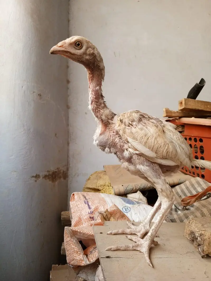 Aaseel Chicks pair — photo 4