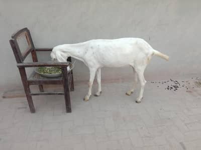 2 Beautiful Goats available