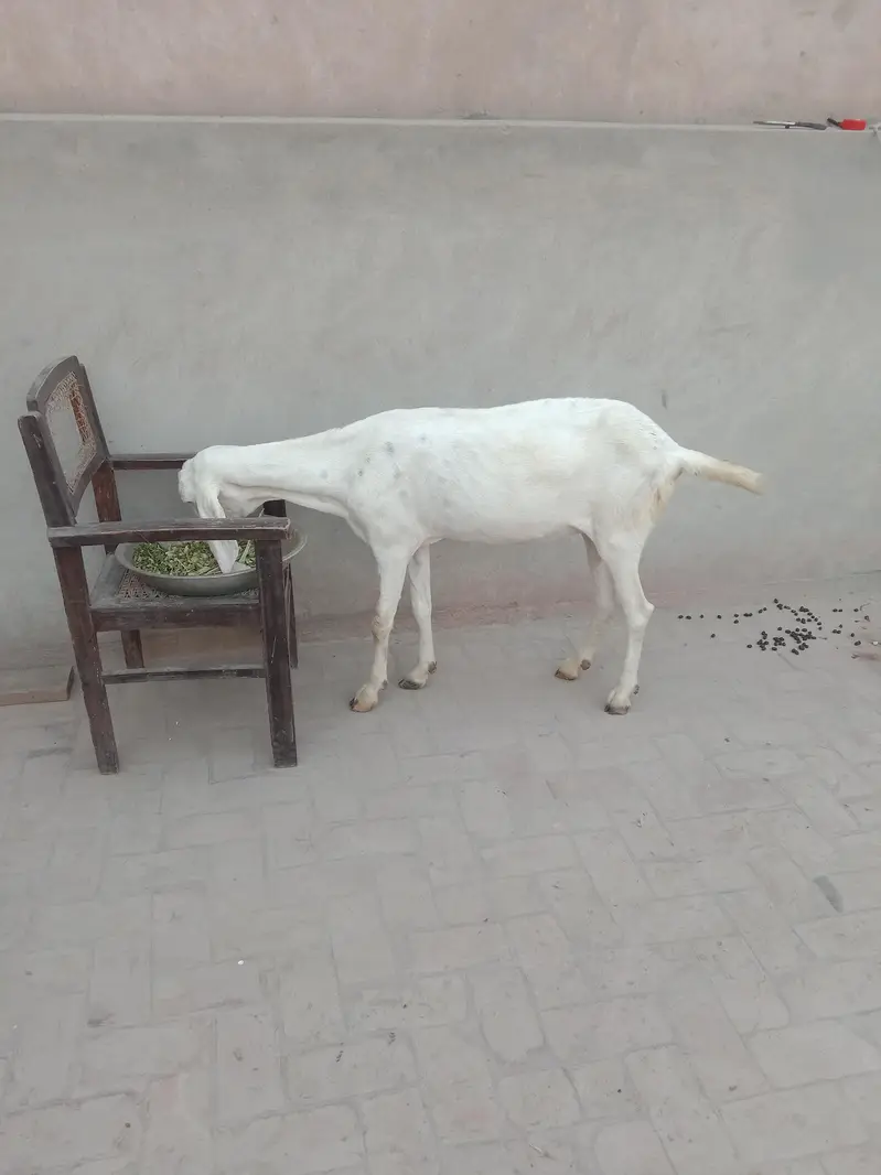 2 Beautiful Goats available — photo 2