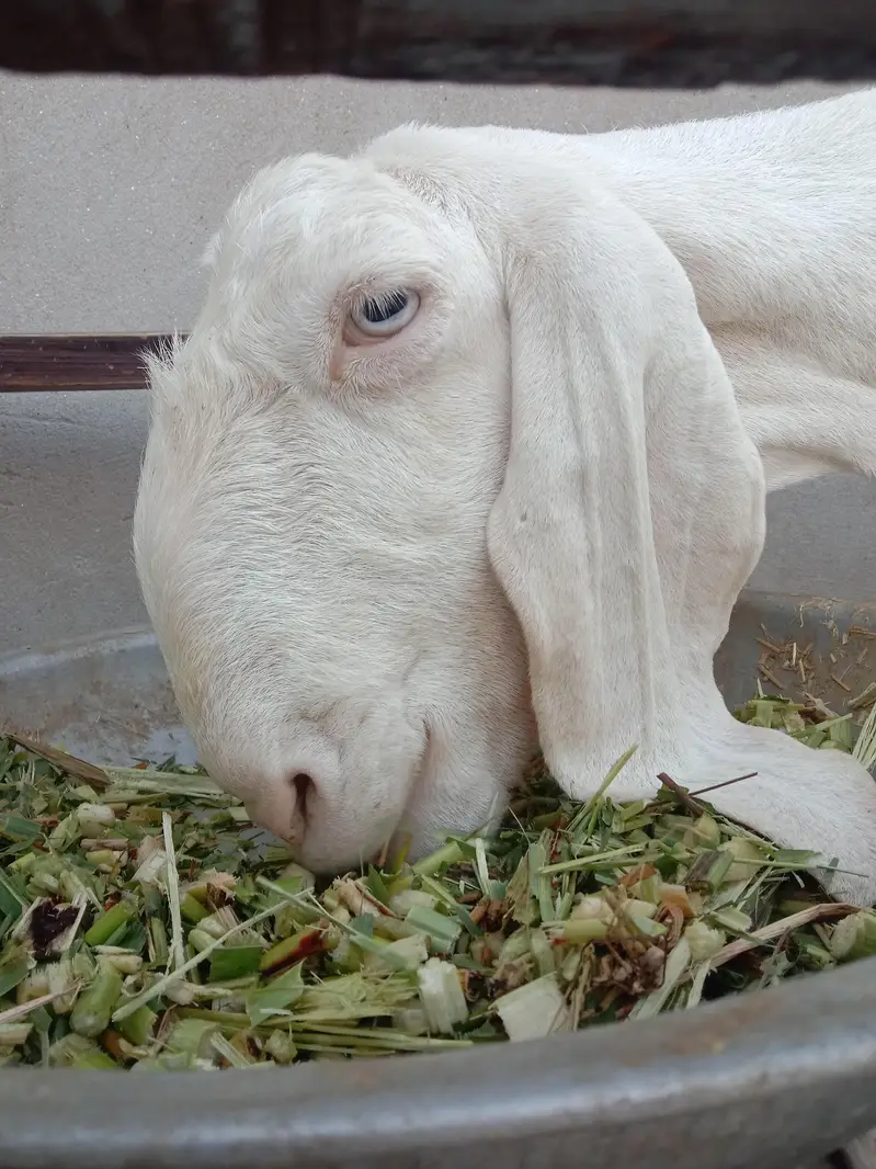 2 Beautiful Goats available — photo 3