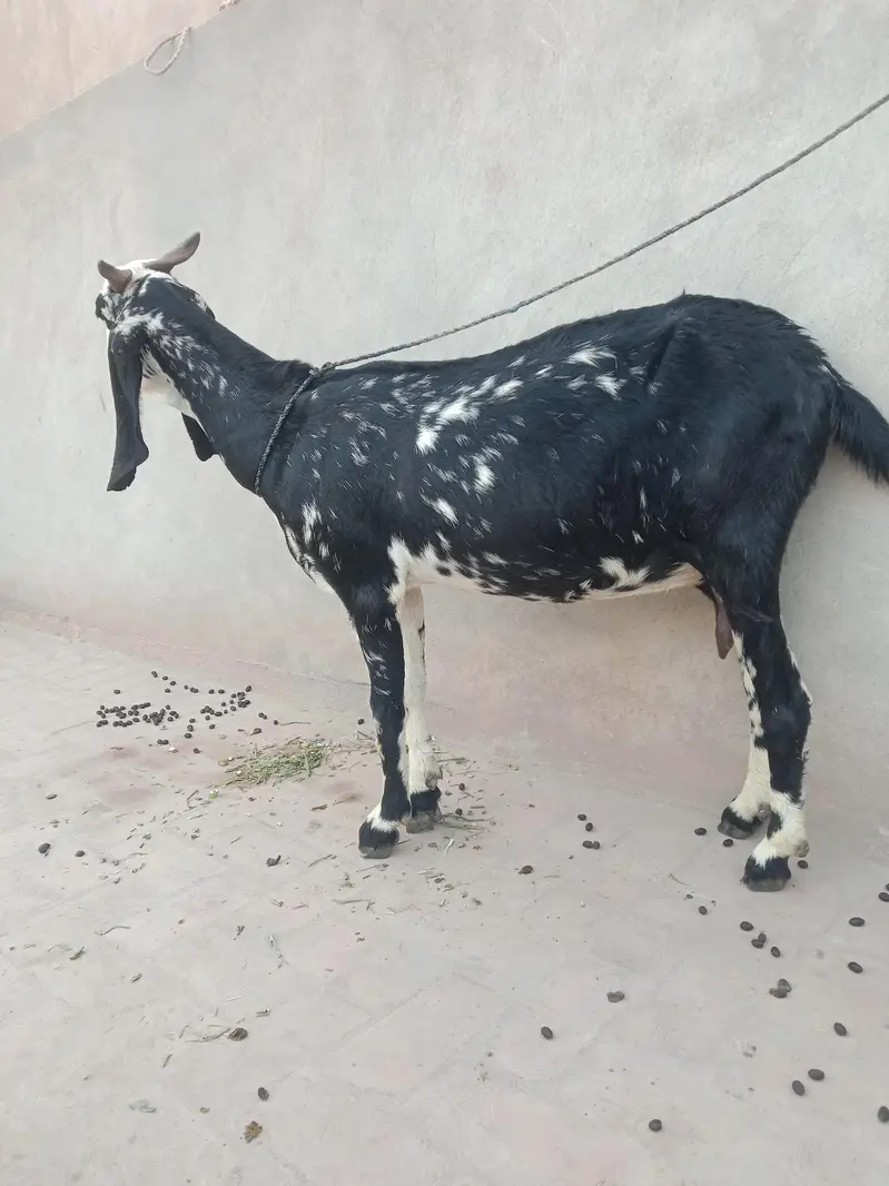 2 Beautiful Goats available — photo 4