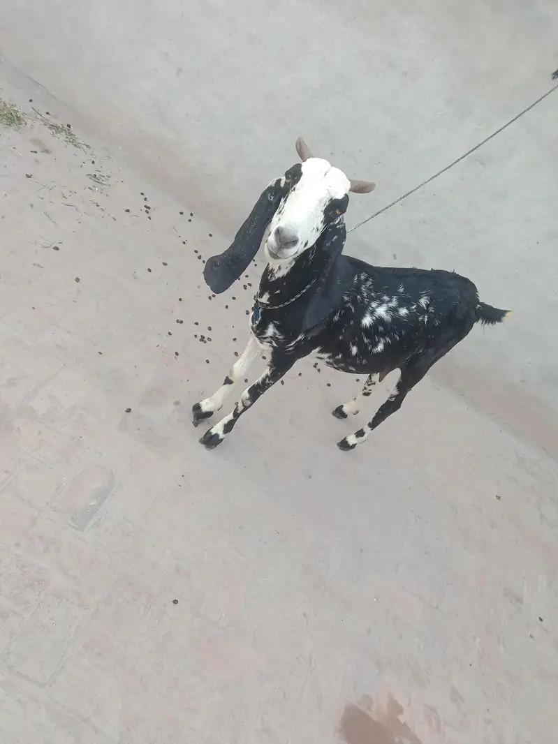 2 Beautiful Goats available — photo 5