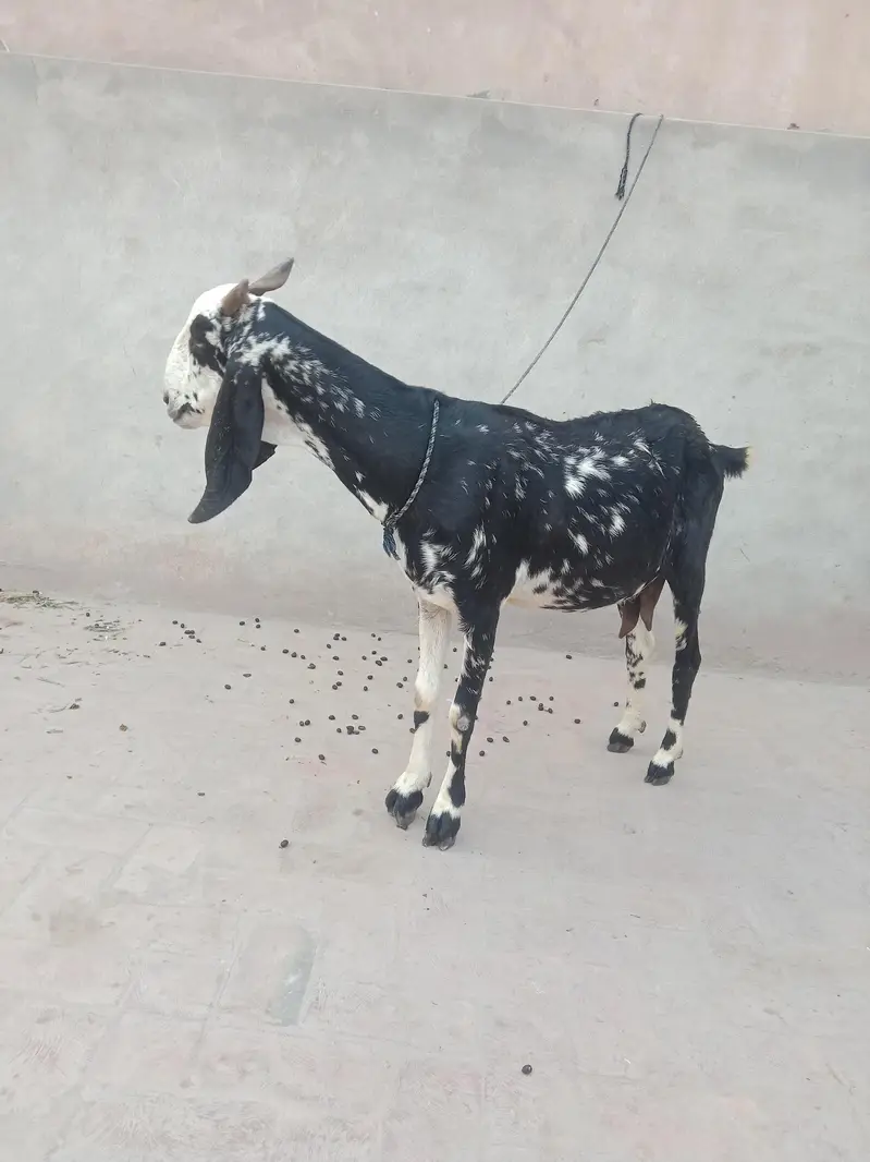 2 Beautiful Goats available — photo 6