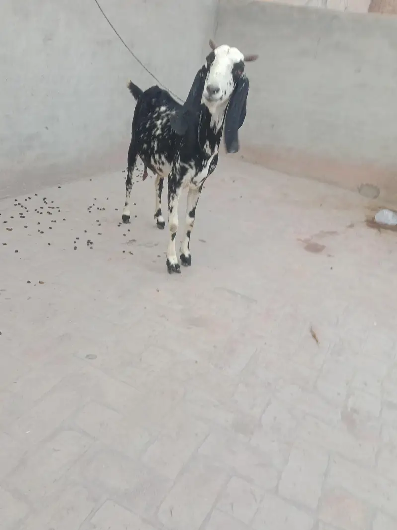 2 Beautiful Goats available — photo 7