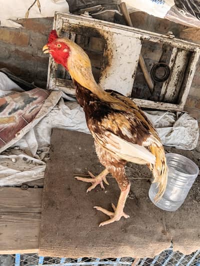 aseel breeder for sale 03093561563