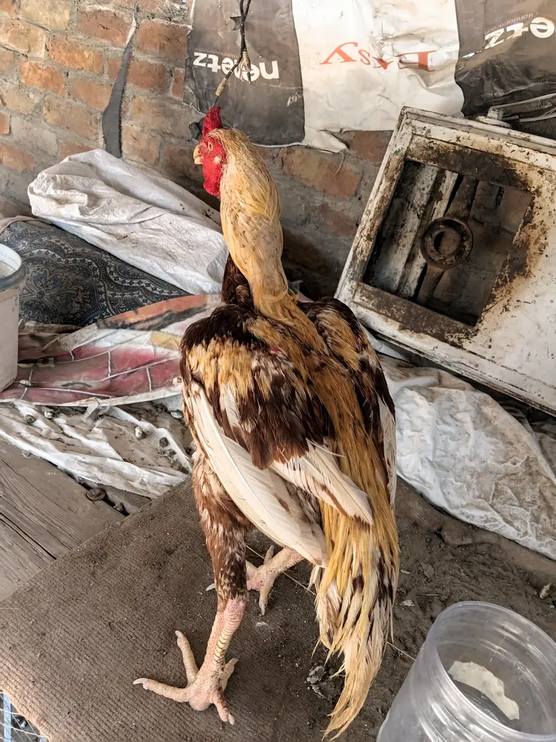 aseel breeder for sale 03093561563 — photo 2
