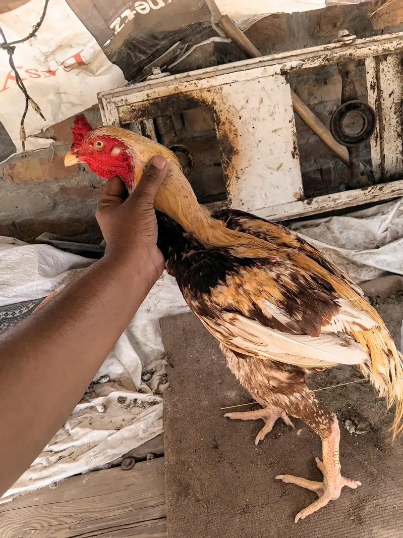 aseel breeder for sale 03093561563 — photo 3