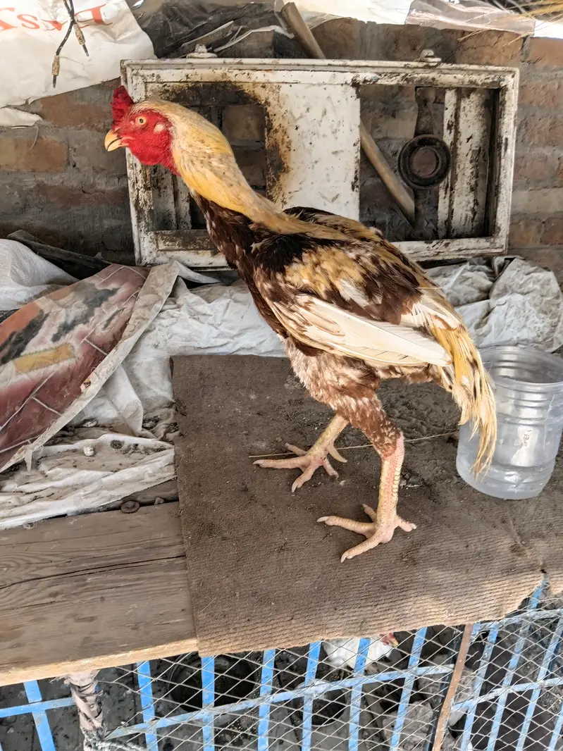 aseel breeder for sale 03093561563 — photo 4