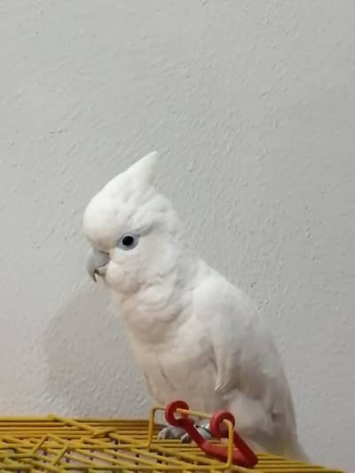 Fully Hand-Tamed Ducorp Cockatoo Seeking a Loving New Home