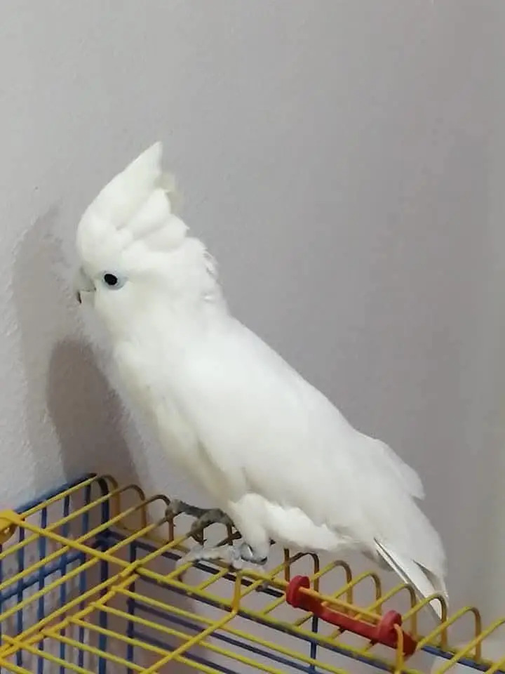 Fully Hand-Tamed Ducorp Cockatoo Seeking a Loving New Home — photo 2