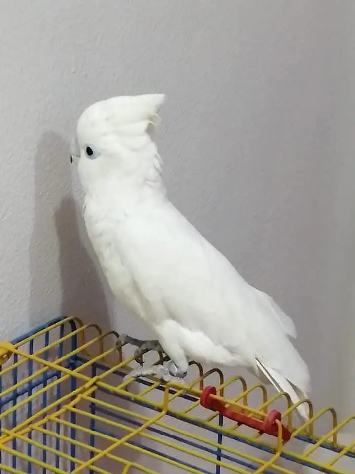 Fully Hand-Tamed Ducorp Cockatoo Seeking a Loving New Home — photo 3