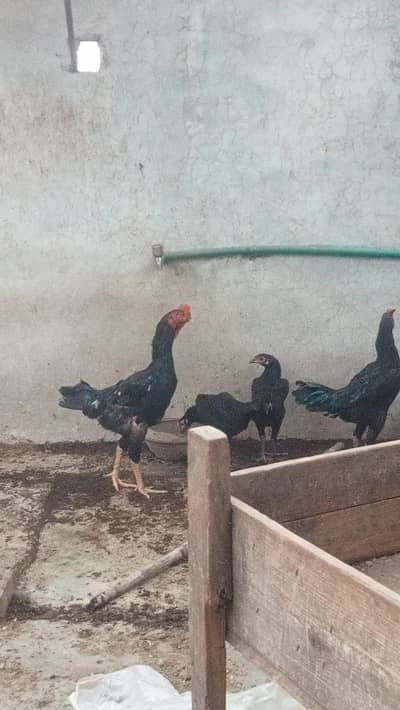 male 1 shamo cross 1 dogla male 3 femal  2 Andy Dy rhi hain 1 kurk pr