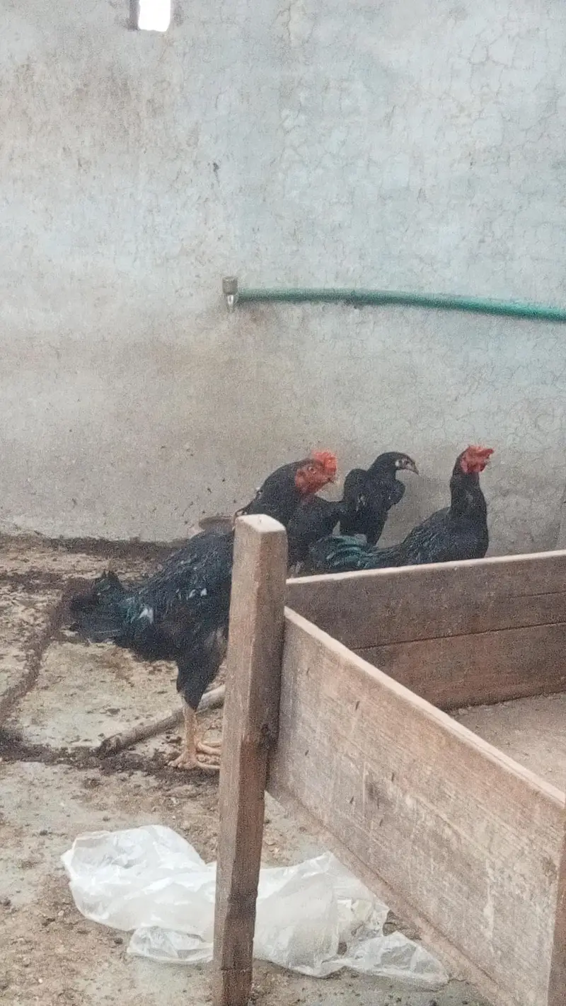 male 1 shamo cross 1 dogla male 3 femal  2 Andy Dy rhi hain 1 kurk pr — photo 3