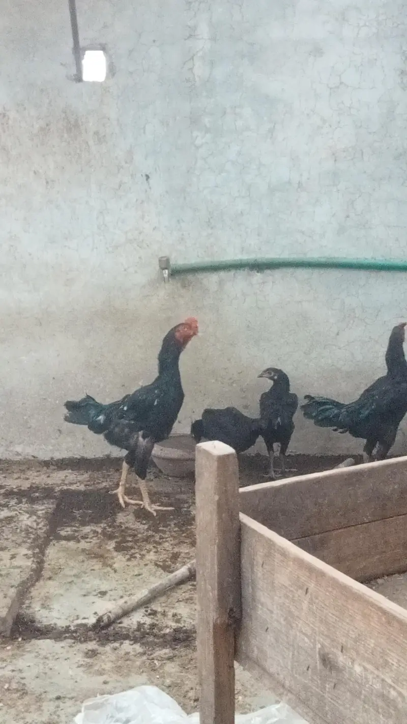male 1 shamo cross 1 dogla male 3 femal  2 Andy Dy rhi hain 1 kurk pr — photo 5
