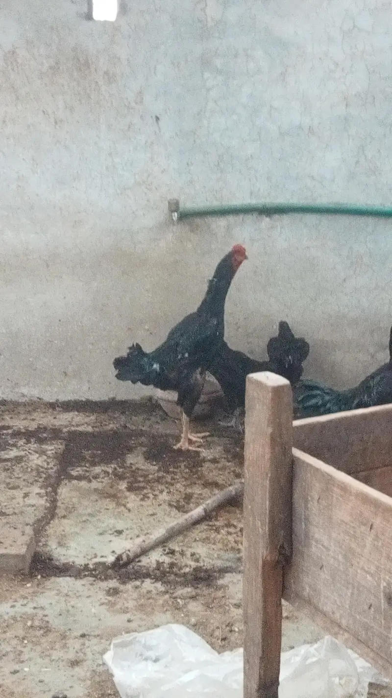 male 1 shamo cross 1 dogla male 3 femal  2 Andy Dy rhi hain 1 kurk pr — photo 6
