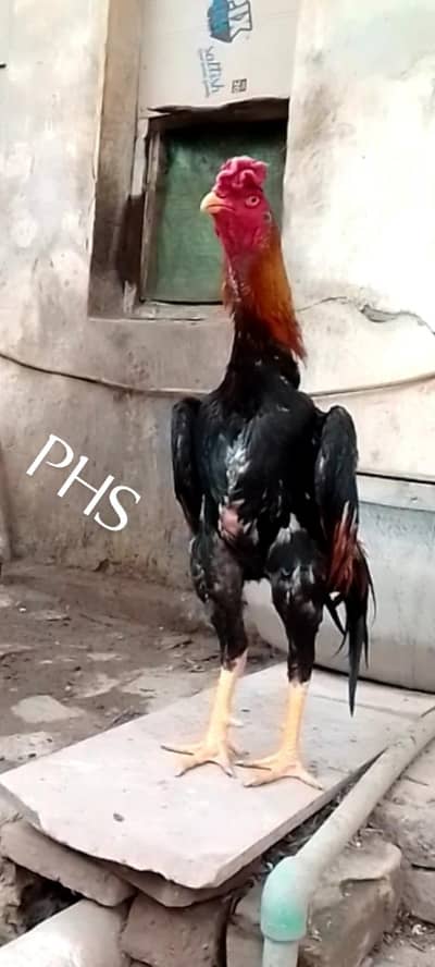 O shamo