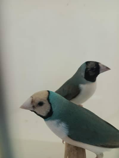 Blue and Common Gouldian