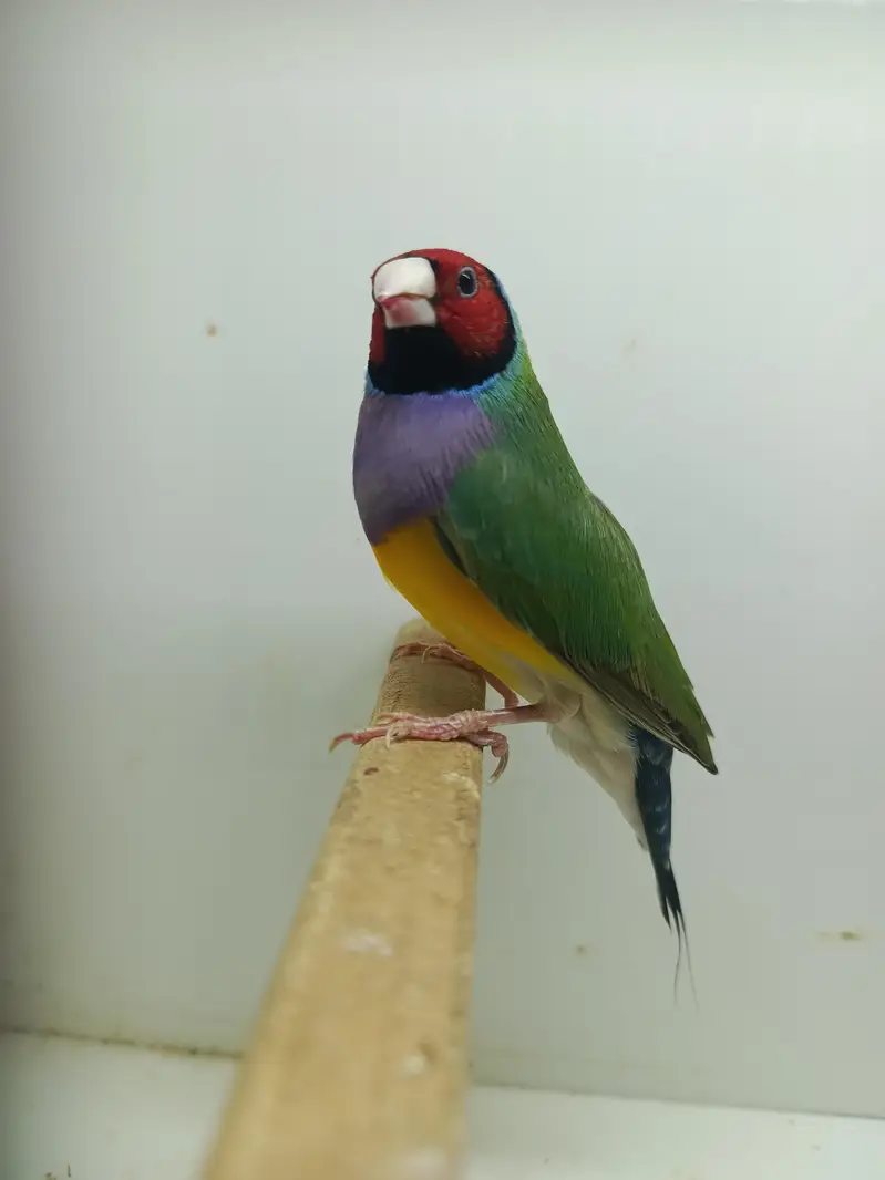 Blue and Common Gouldian — photo 2