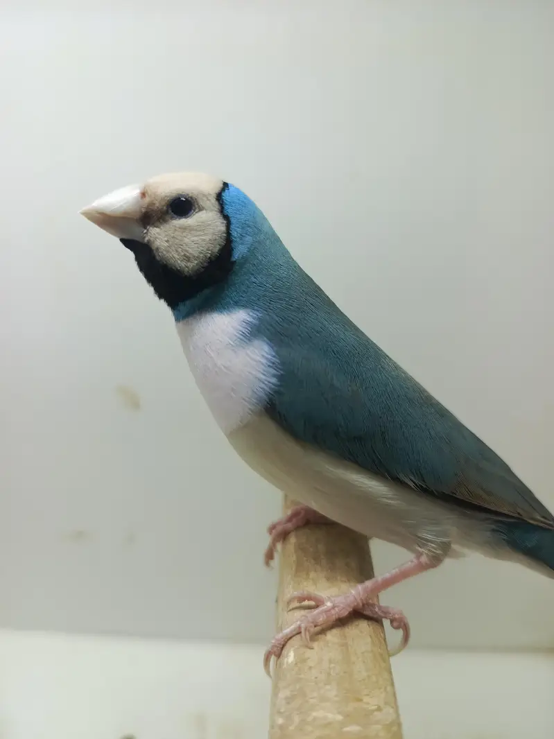Blue and Common Gouldian — photo 3