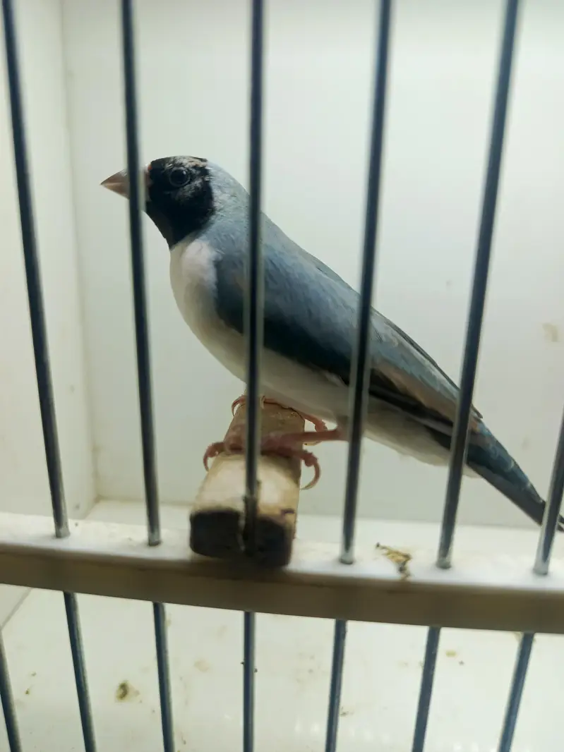 Blue and Common Gouldian — photo 4