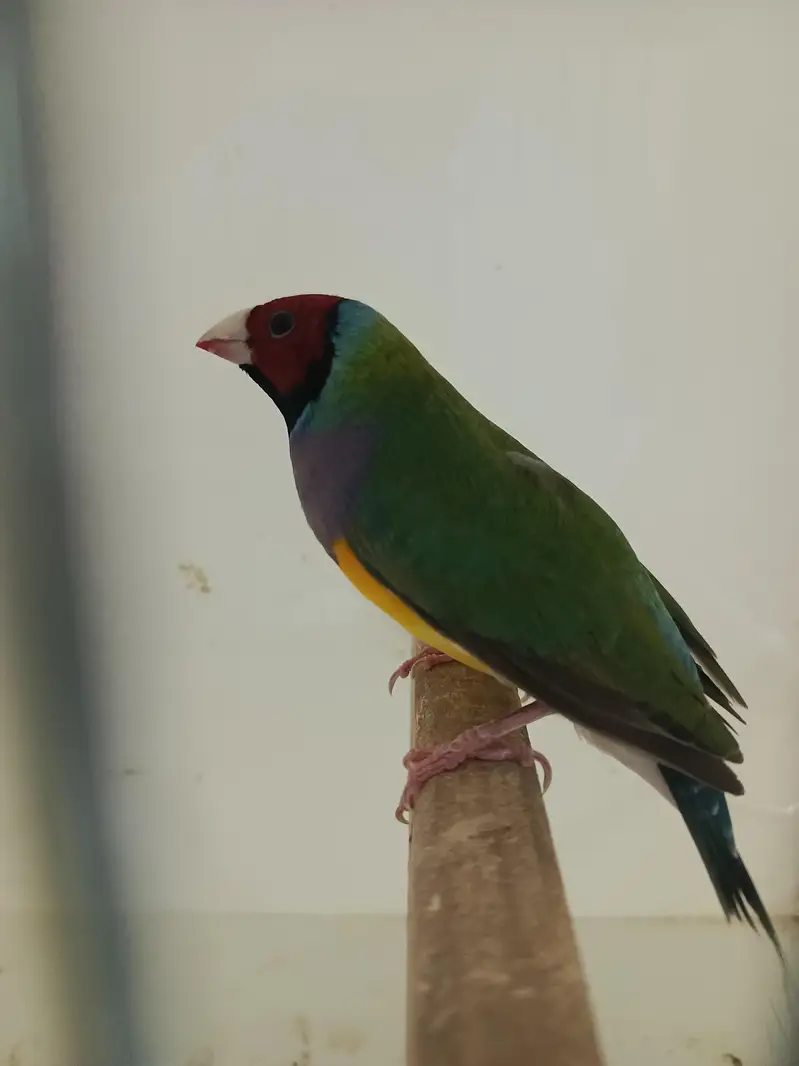 Blue and Common Gouldian — photo 5