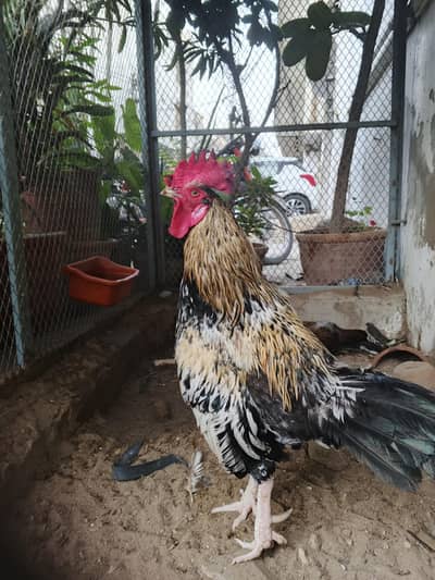 1 Murga , 2 Assel Murgi