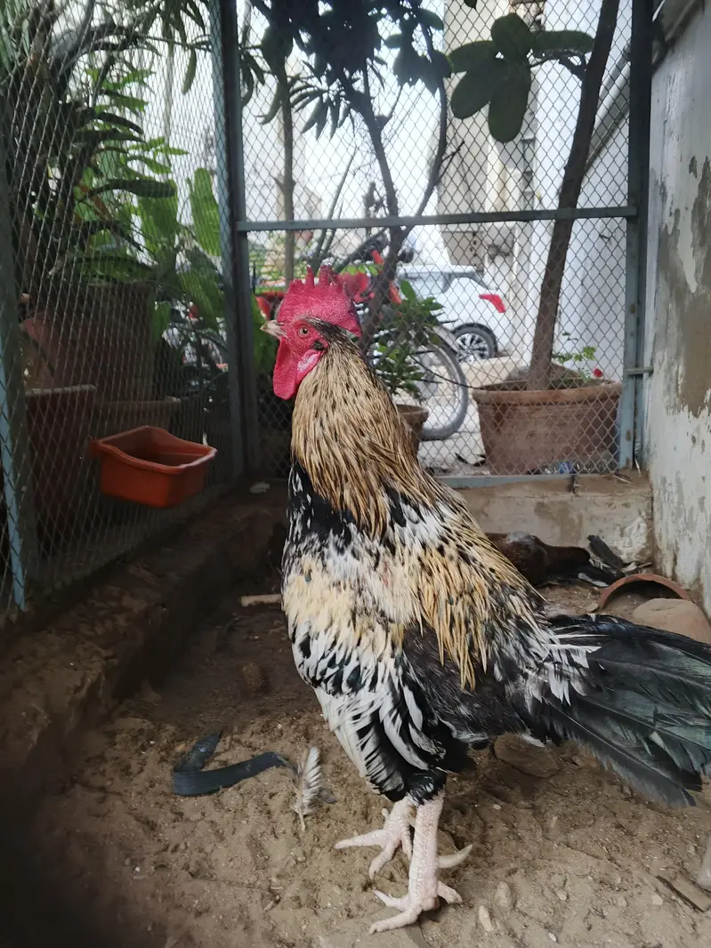 1 Murga , 2 Assel Murgi — photo 2