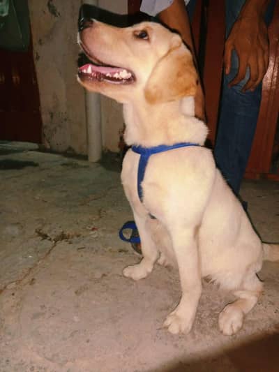 his a brilliant and sensable dog welltrained
