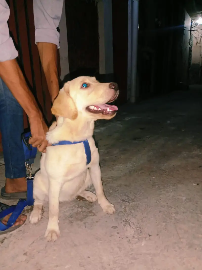 labra dog puppy — photo 2
