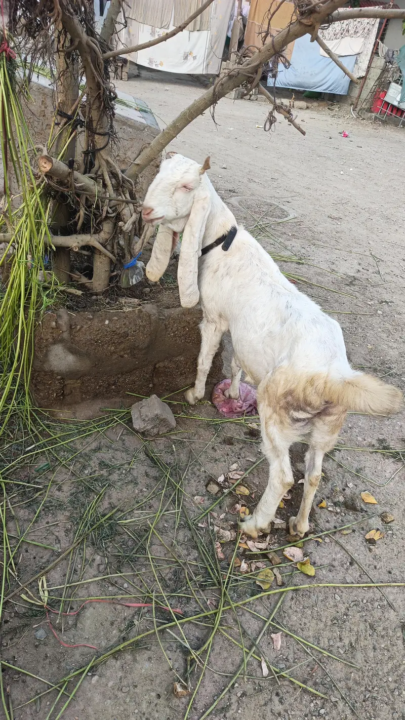 pure golabi gaban — photo 2