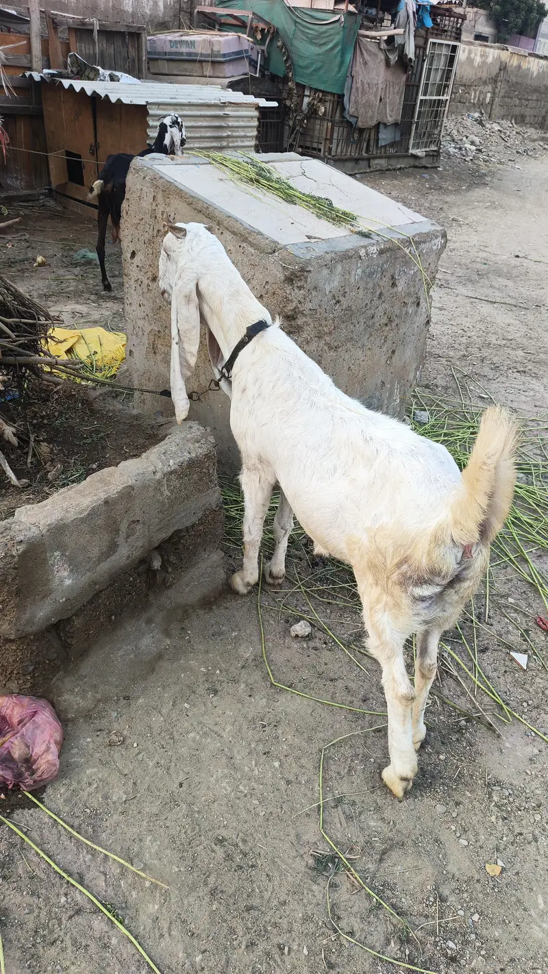 pure golabi gaban — photo 3