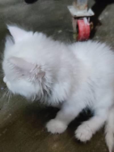 Persian