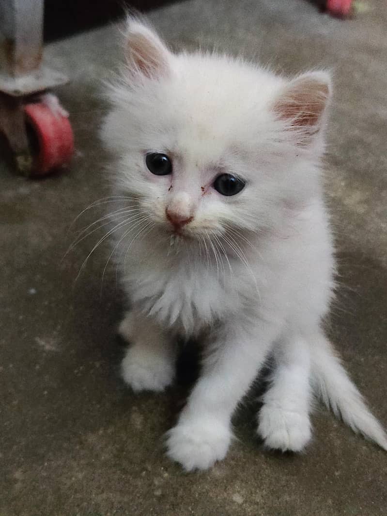 Persian 1