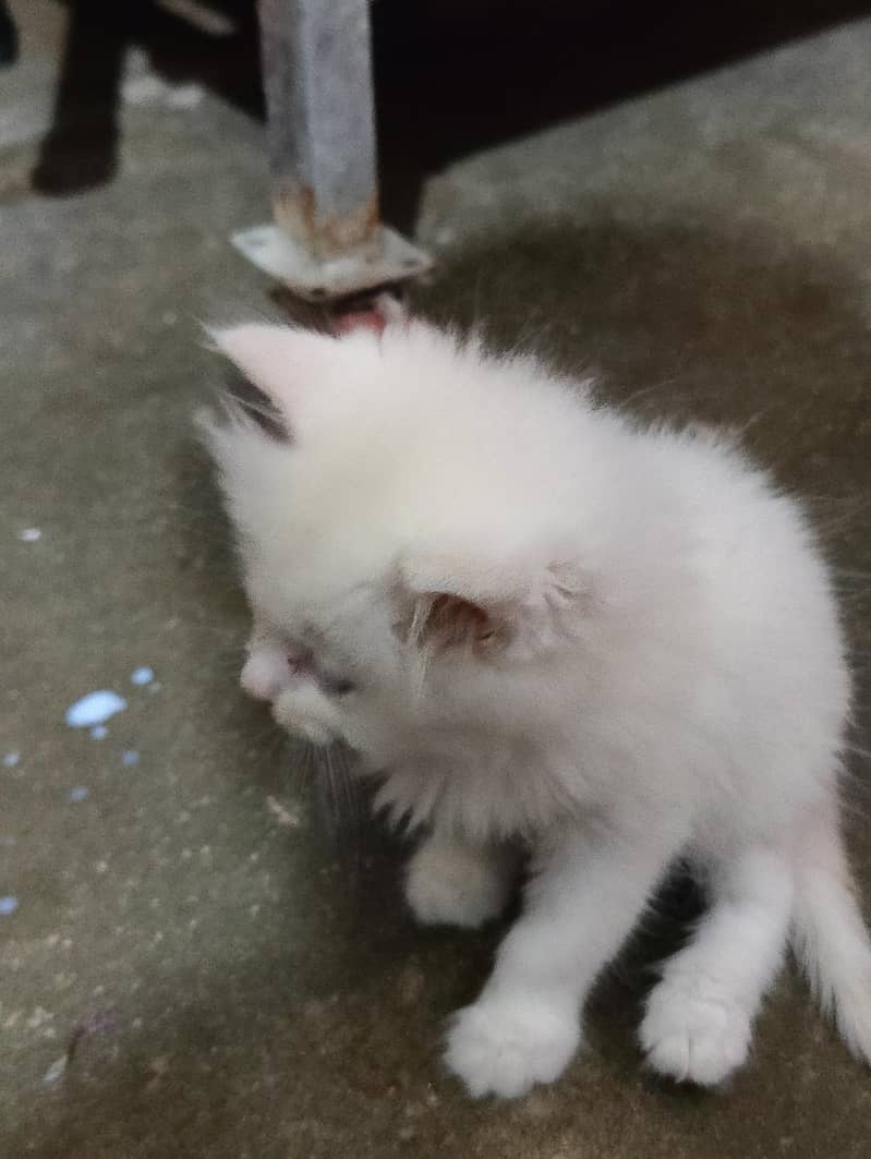Persian 2