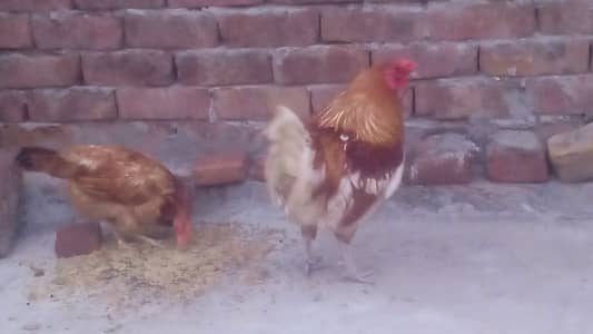 Lovebirds