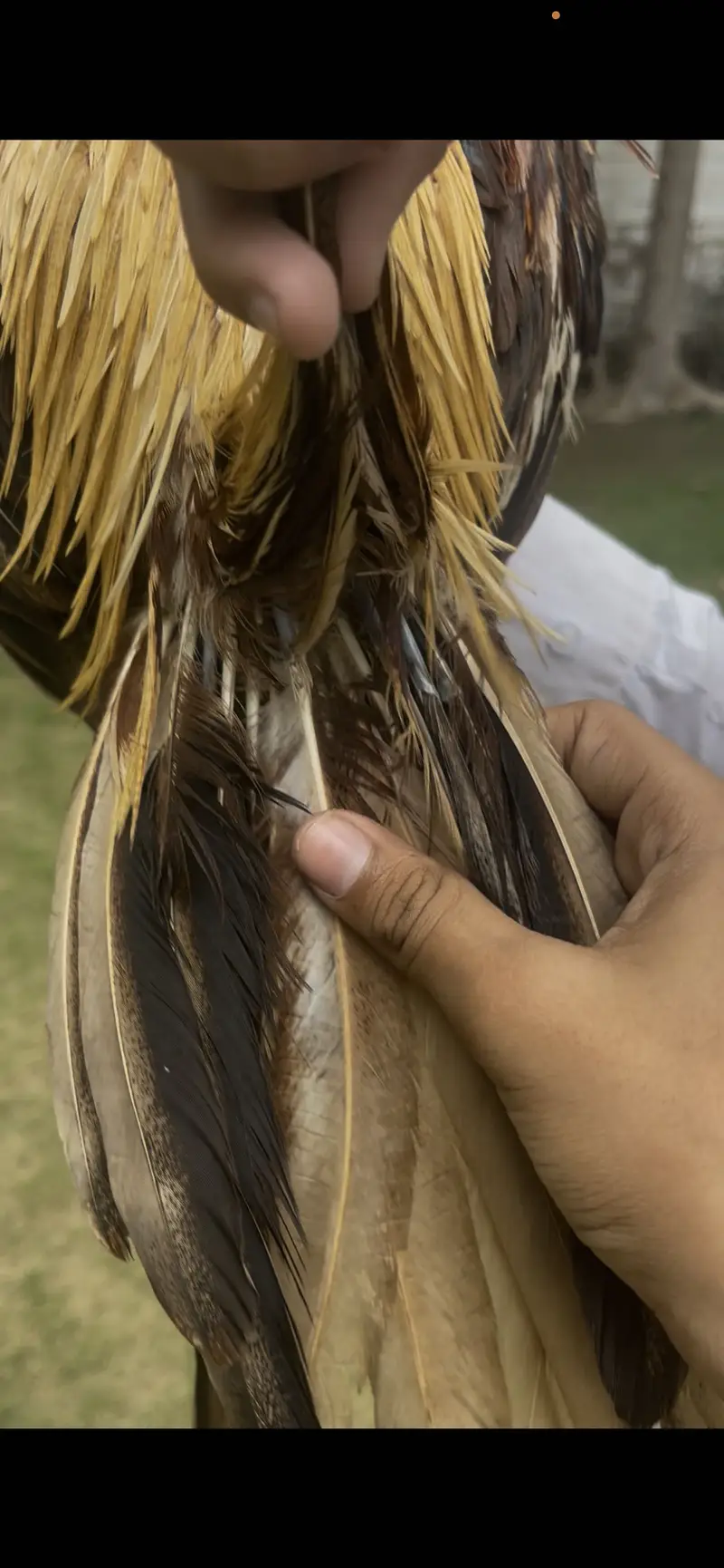 Indian Parrot Beak — photo 3
