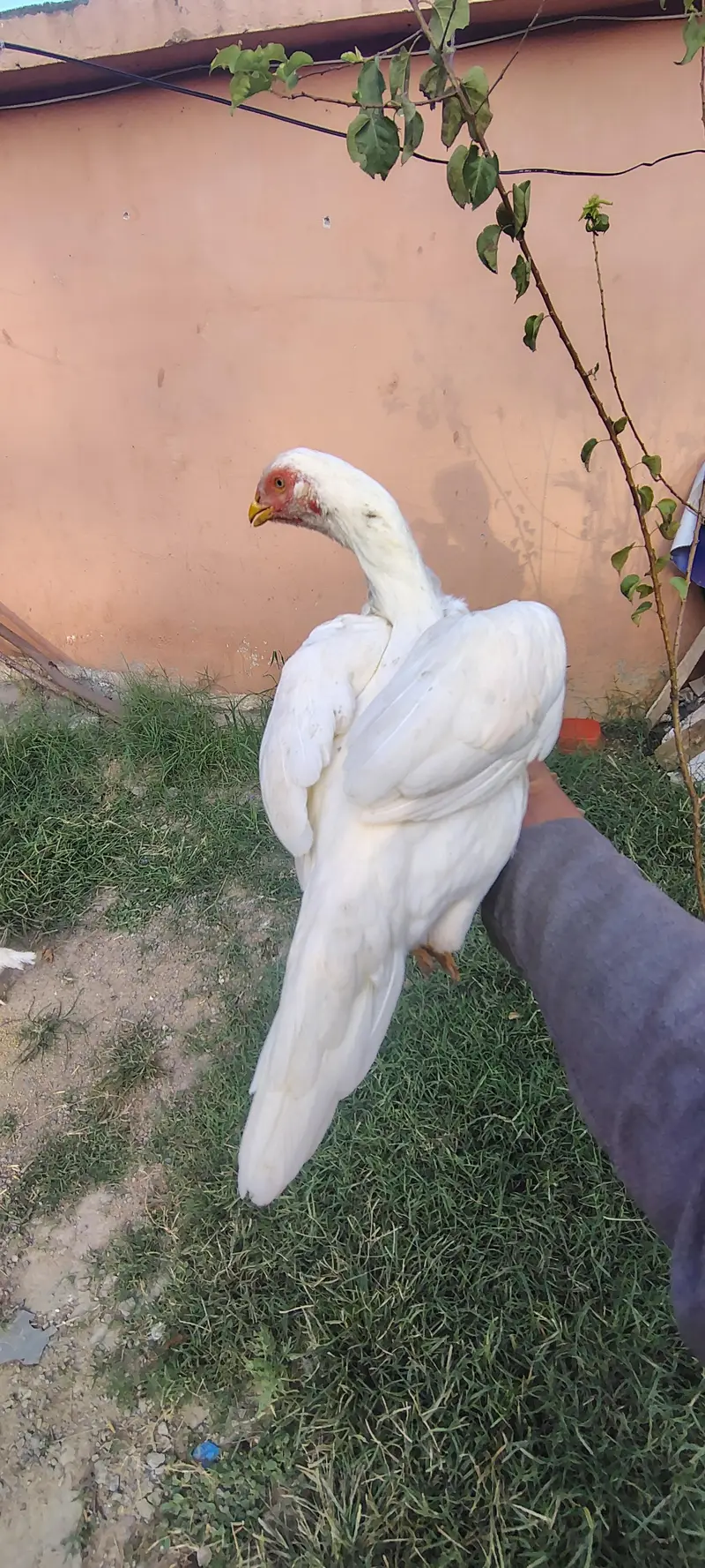 Heera Aseel — photo 5