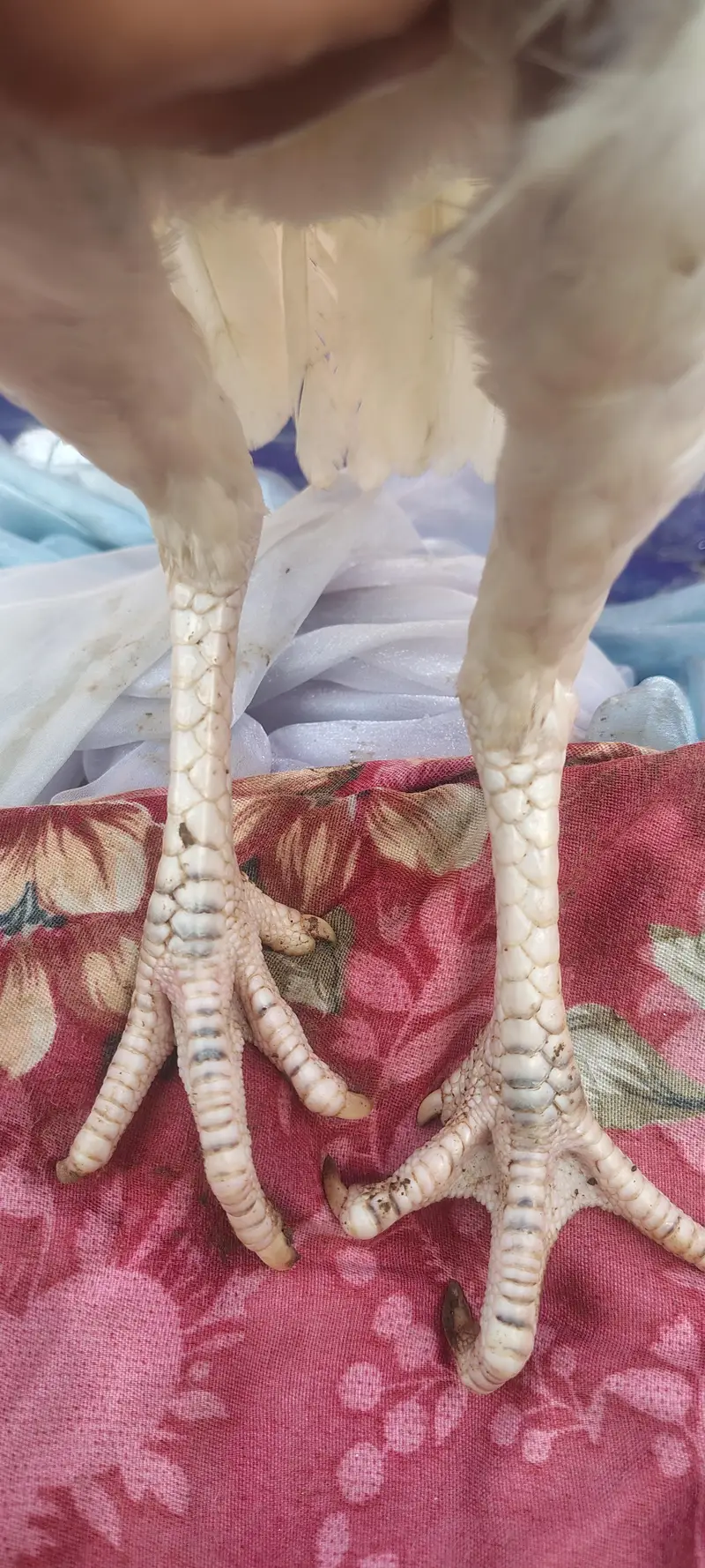 Heera Aseel — photo 11