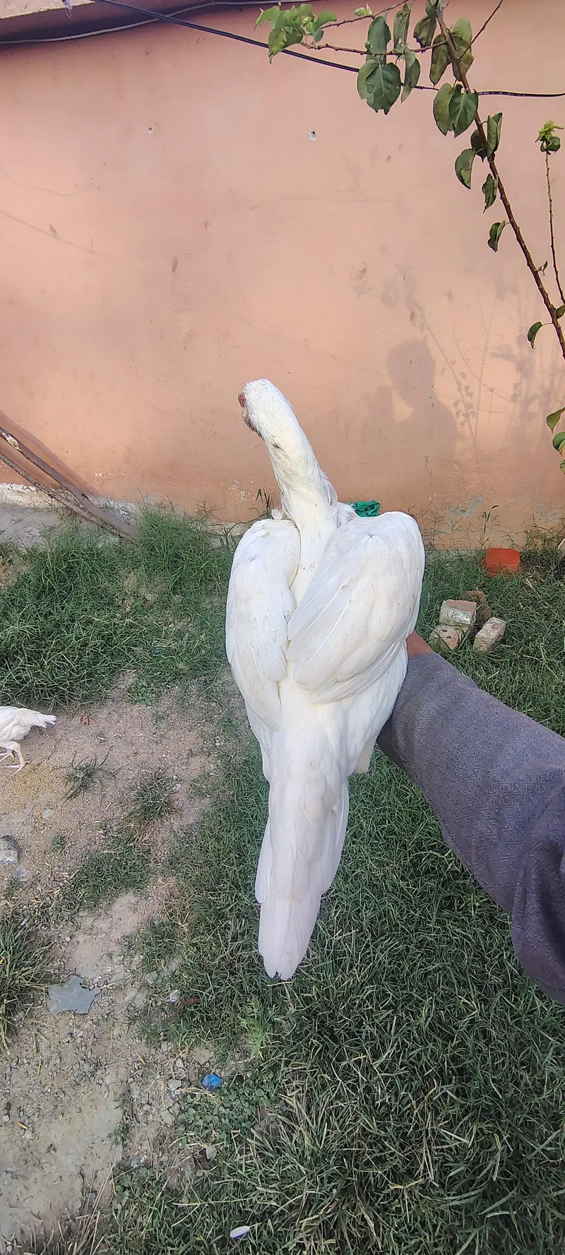 Heera Aseel — photo 12
