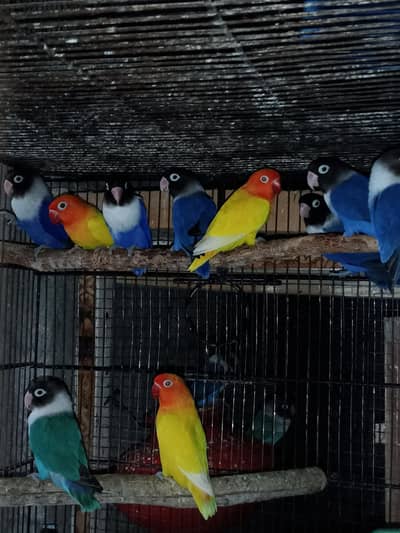 Lovebird Pairs_Available