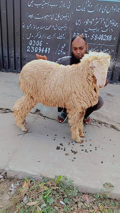 Mundra | chatra | bakra | kajla | bakra | sheep for sale