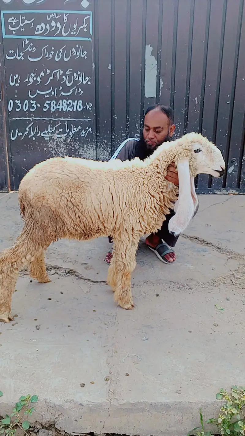 Mundra | chatra | bakra | kajla | bakra | sheep for sale — photo 2